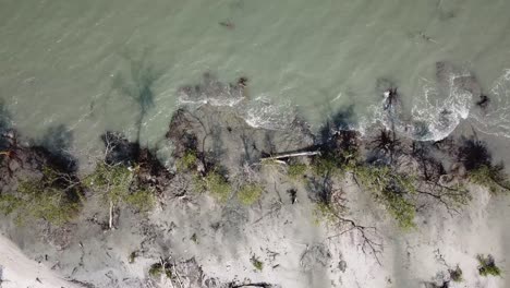 Aerial-sliding-look-down-the-mangrove-tree-near-white-sand